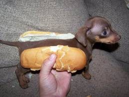 Hund